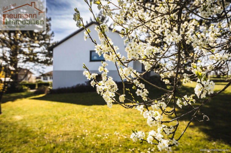 Kirschblüte